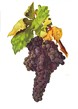 Tempranillo.