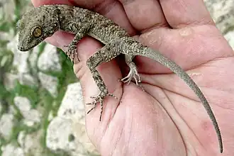 Description de l'image Tenuidactylus fedtschenkoi.jpg.