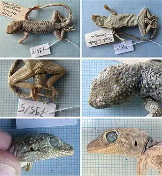 Description de l'image Tenuidactylus turcmenicus (10.3897-zookeys.843.29420) Figure 7.jpg.