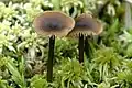 Le genre Tephrocybe : Tephrocybe.palustris