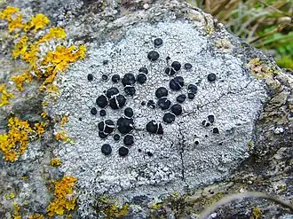 Mycoblastaceae :Tephromela atra