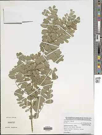 Tephrosia mossiensis.