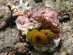 Un ver térebellidé, Loimia sp.