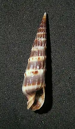 Terebra variegata