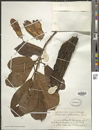 Terminalia glaucescens.