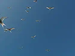 photographie montrant un groupe de sternes en vol vues de dessous ; aucune organisation spécifique ne se remarque