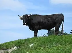 photo couleur d'un taurillon noir à mufle noir cerclé de blanc, cornes écartées et poils dressés le long de la ligne dorsale.