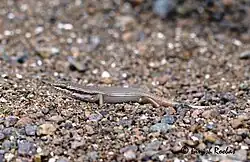 Description de l'image Tessellatedskink.jpg.