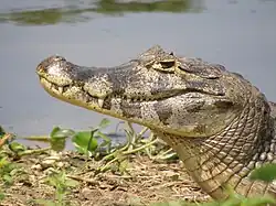 Tête de jacara à Piuval - Pantanal (Brésil)