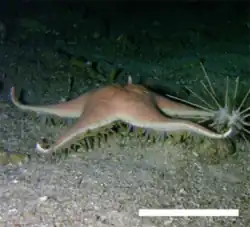 Tethyaster subinermis