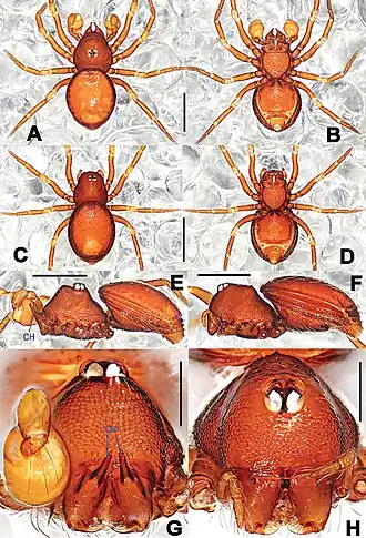Description de l'image Tetrablemma kepense (10.3897-zookeys.777.24917) Figure 1.jpg.