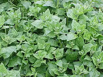 Description de cette image, également commentée ci-après