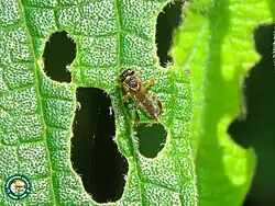 Tetragonisca angustula.