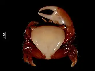 Description de l'image Tetraloides nigrifrons (MNHN-IU-2017-8054) 001.jpeg.