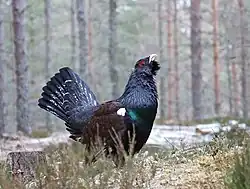 Grand Tétras dans une forêt de conifères partiellement enneigée.