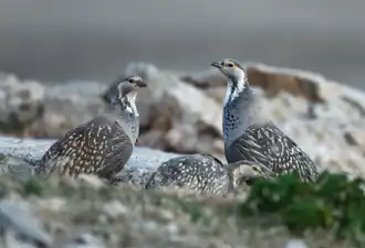 Description de cette image, également commentée ci-après