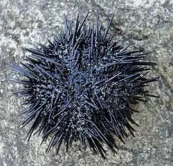 Spécimen hors de l'eau.