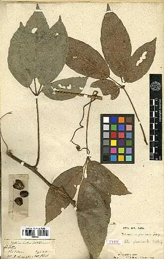 Description de l'image Tetrastigma planicaule.jpg.