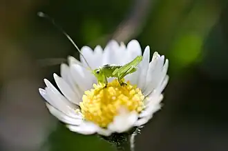 Larve de Tettigonia se nourrissant sur une Bellis perennis