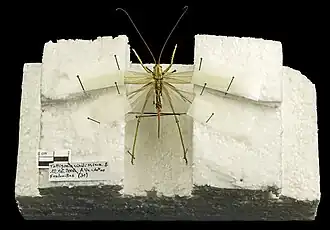 Étalage d'une Grande sauterelle verte avant dessiccation.