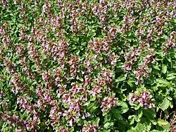 Germandrée petit-chêne.