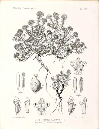 Description de l'image Teucrium radicans Bonnet & Barratte.jpg.