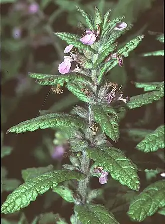 Description de l'image Teucrium scordium1 eF.jpg.