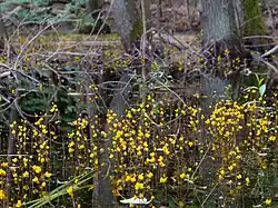Fleurs d'Utriculaire vulgaire.