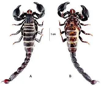 Description de cette image, également commentée ci-après