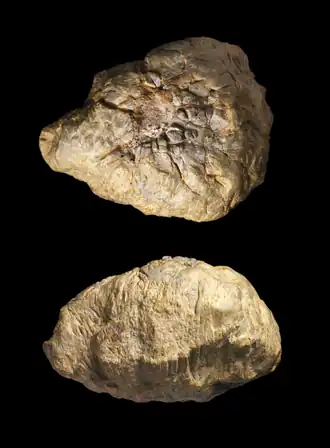 Description de l'image Texacephale langstoni skull dome by Nick Longrich.png.