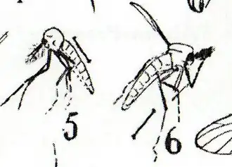 Chironomus serresi (5) avec son voisin de découverte Chironomus aquisextanus (6).