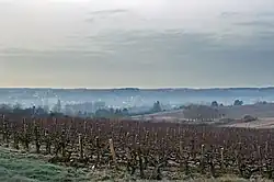 Photographie en couleurs de la vallée d'un cours d'eau sous la brume avec des vignes au premier plan.
