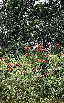 Euphorbia pulcherrima