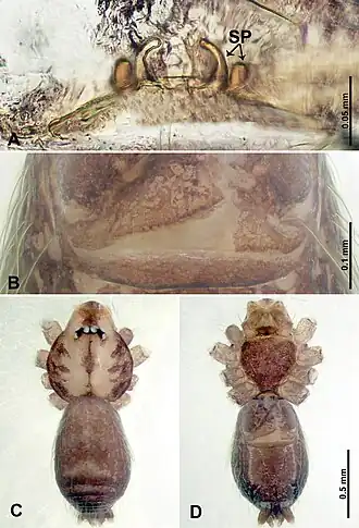 Description de l'image Thaiderces chujiao (10.3897-zookeys.869.35546) Figure 22.jpg.