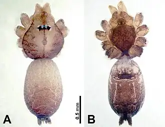 Description de l'image Thaiderces peterjaegeri (10.3897-zookeys.869.35546) Figure 5.jpg.