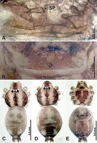 Description de l'image Thaiderces tuoyuan (10.3897-zookeys.869.35546) Figure 16.jpg.