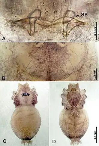 Description de l'image Thaiderces zuichun (10.3897-zookeys.869.35546) Figure 13.jpg.