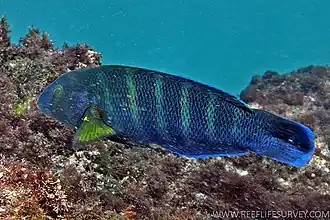 Thalassoma septemfasciatum