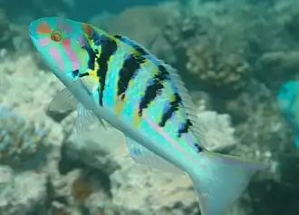 Description de cette image, également commentée ci-après