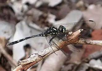 Description de l'image Thalassothemis marchali. Libellulidae - Flickr - gailhampshire (4).jpg.