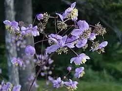 Fleurs de Thalictrum rochebrunianum.