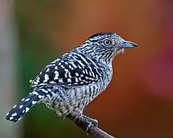 ♂