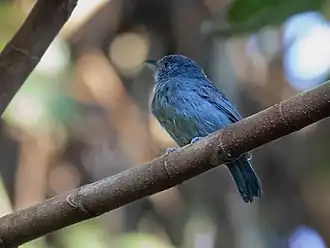 Description de l'image Thamnophilus schistaceus - Plain-winged Antshrike (male), Parauapebas, Pará, Brazil.jpg.