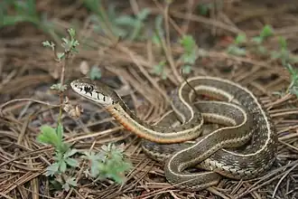 Description de l'image Thamnophis errans.jpg.