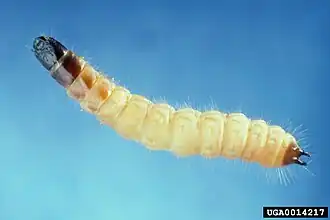 Larve de Thanasimus dubius.