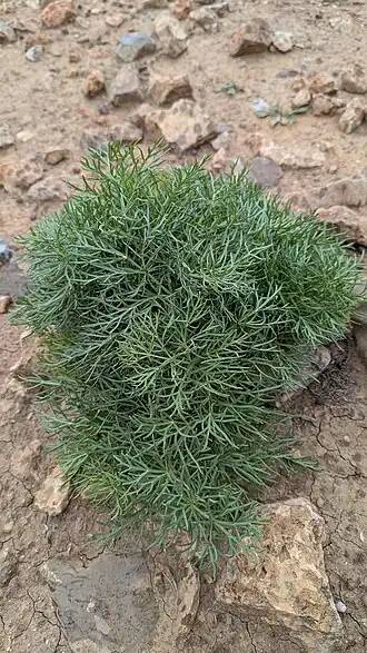 Description de cette image, également commentée ci-après