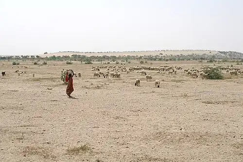 Troupeau de moutons en pâture dans la région de Jaisalmer.