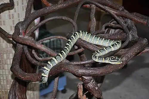 Une vipère des temples