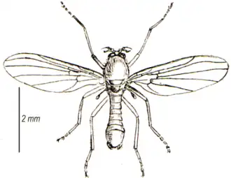 Thaumalea testacea, un Thaumaleidae