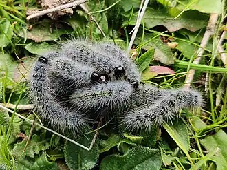 Description de cette image, également commentée ci-après